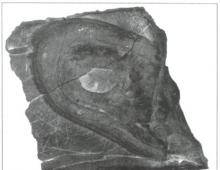 Michael Baigent Forbidden Archaeology Informasi umum tentang struktur sol sepatu dan telapak kaki manusia