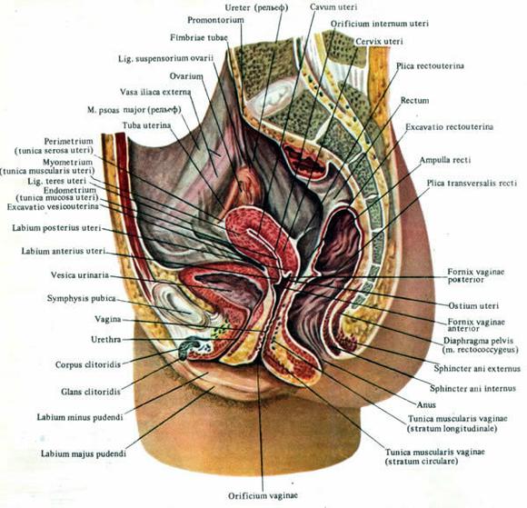 Органы малого таза у женщин что входит картинка